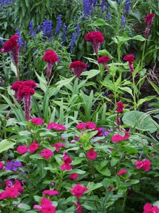 Celosia victoria vinca 2