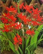 Crocosmia lucifer