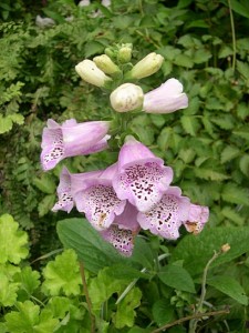 Foxglove Pk