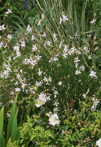 Gaura yucca Wh Rose