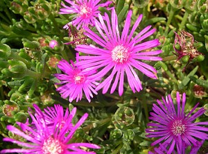 Iceplant magenta