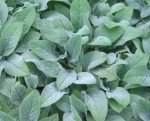 Lambs Ear Stachys byzantina