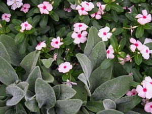 Lamb's ear n Vinca