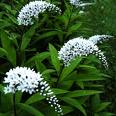 Lysamachia  clethroides