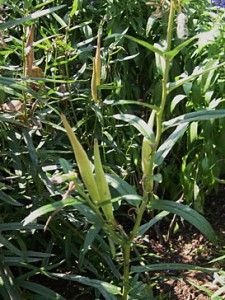 Milkweed pods 3