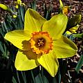 Narcissus Ceylon single