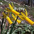 Narcissus Englander v reflexed