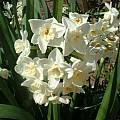 Narcissus Grand Primo cluster