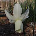 Narcissus IceWings reflexed