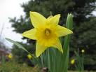 Narcissus King Alred Tall