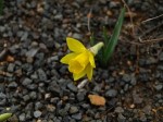 Narcissus Little Gem small ht