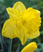 Narcissus Marieke