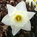 Narcissus MountHood lg proportions