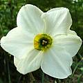 Narcissus Sinopel