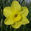 Narcissus Trevithian fragrant