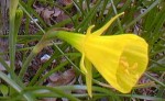 Narcissus bulbocodium conspicuus Golden Bells