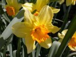 Narcissus juanita naturalizing 2