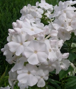 Phlox David 2