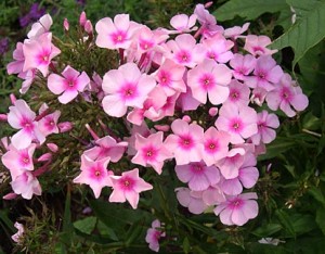 Phlox right Eyes