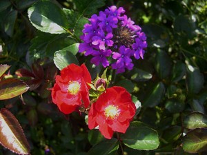 RED PATIO ROSE  vERBENA