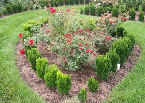 Red Parterre