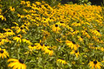 Rudbeckia Goldsturm