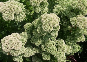 Sedum