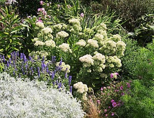 Sedum in Garden