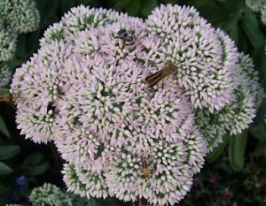 Sedum with bugs