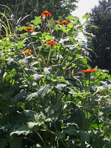 Tithonia long shot