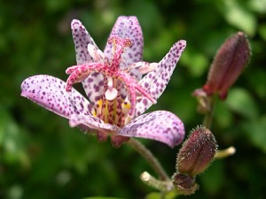 Tricyrtis