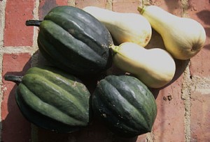 Winter squash