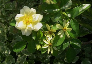 Yel patio rose Coreopsis Bishops weed