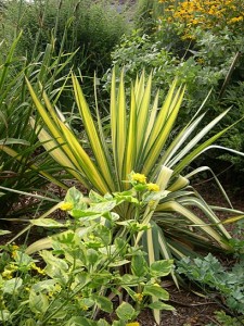 Yucca and lantana 3