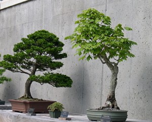 a 2 bonsai