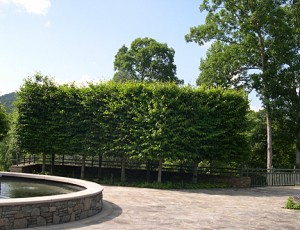 a Hornbeam