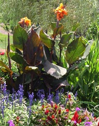 a canna verbena celosia