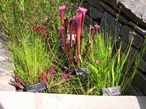 a pitcher plants