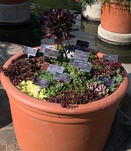 a pot of succulents sedum