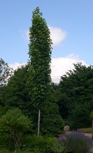 a sweetgum fastigated