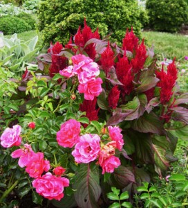 celosia n roses