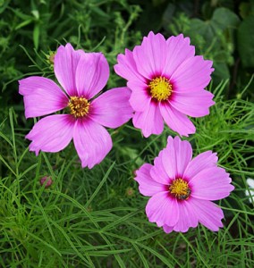 cosmos pk