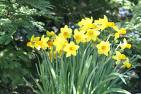 daffodils in garden