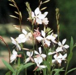 gaura lindheimeri (1)