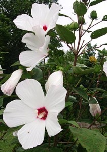 hibiscus close up