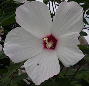 hibiscus pistil 3