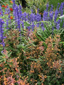 hyssop n Victoria