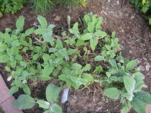 lambs Ear regrowing