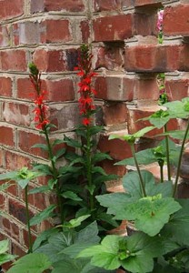 lobelia red SG