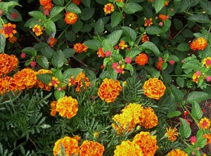 marigolds n lantana closeup